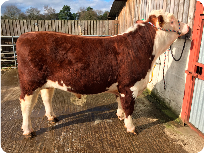 Hereford Cattle for sale